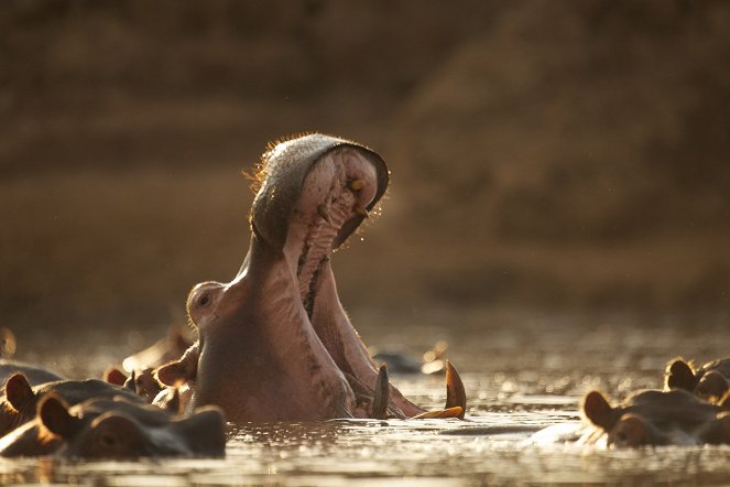 Hippo vs. Croc - Do filme