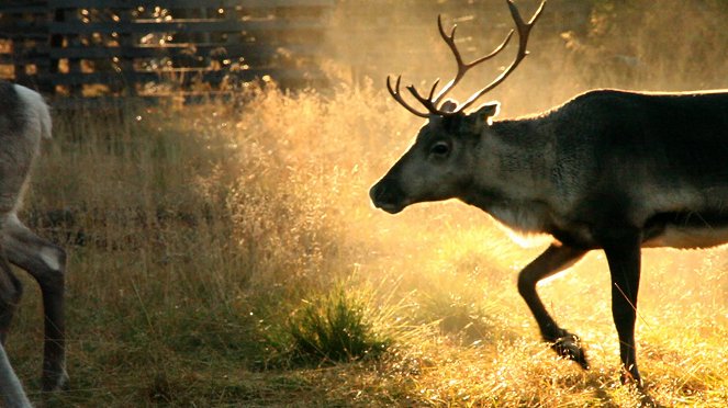 Aatsinki: The Story of Arctic Cowboys - Z filmu