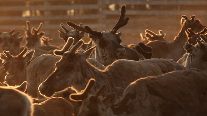 Aatsinki: The Story of Arctic Cowboys - Filmfotos