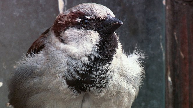 Universum: Planet Sparrow - Photos