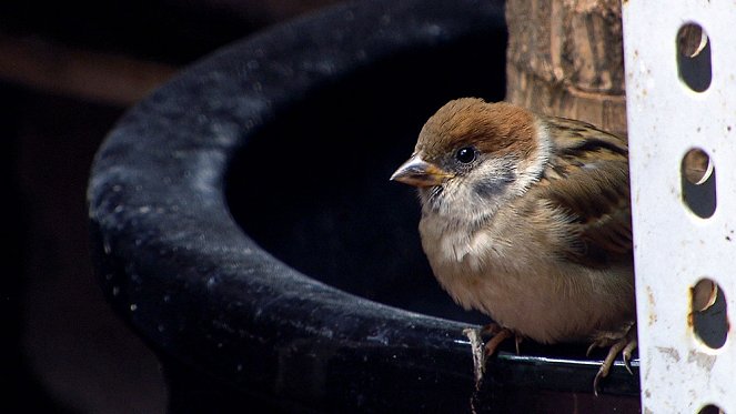 Universum: Planet Sparrow - Photos