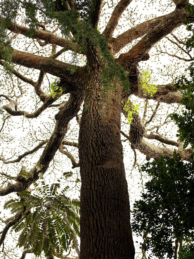 Das Geheimnis der Bäume - Filmfotos