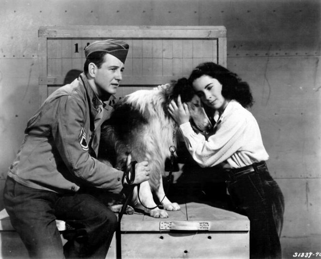 Lassie - Held auf vier Pfoten - Filmfotos - Tom Drake, Pal, Elizabeth Taylor