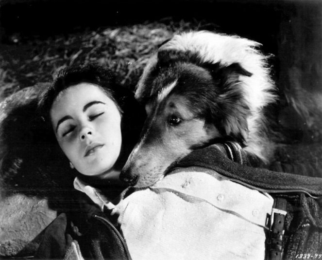 Courage of Lassie - Kuvat elokuvasta - Elizabeth Taylor, Pal