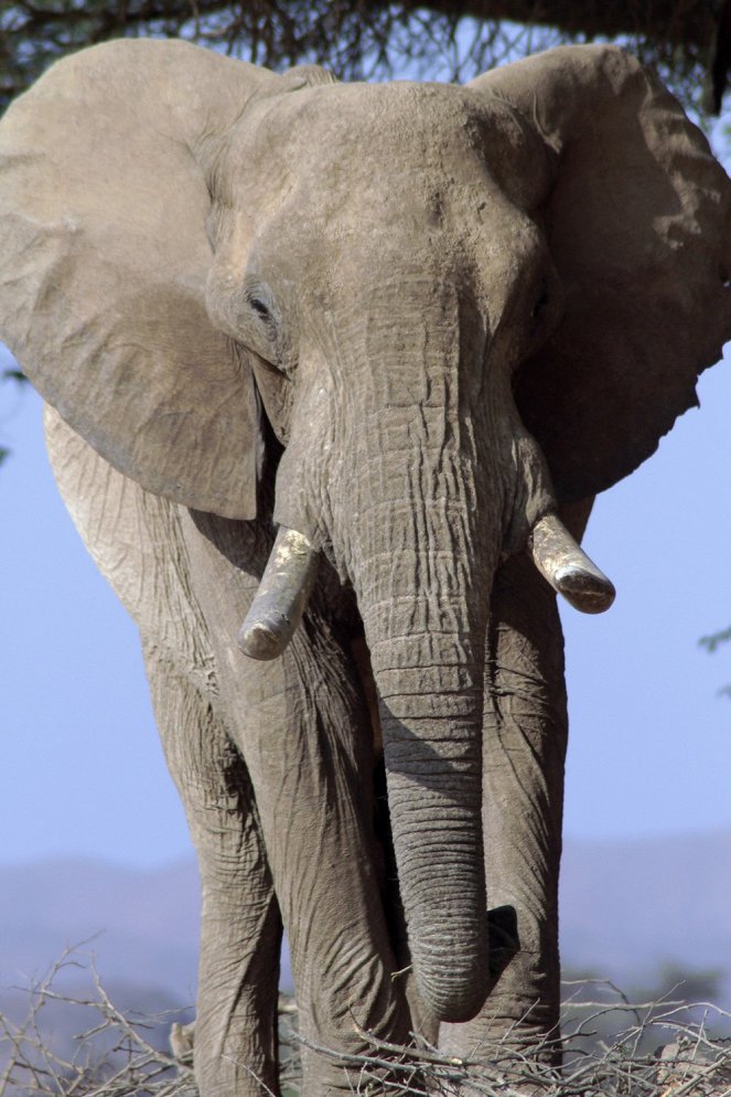 Hoanibin aavikkoelefantit - Kuvat elokuvasta