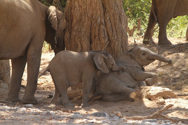 Das Geheimnis der Wüstenelefanten - Van film