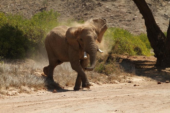Das Geheimnis der Wüstenelefanten - Van film
