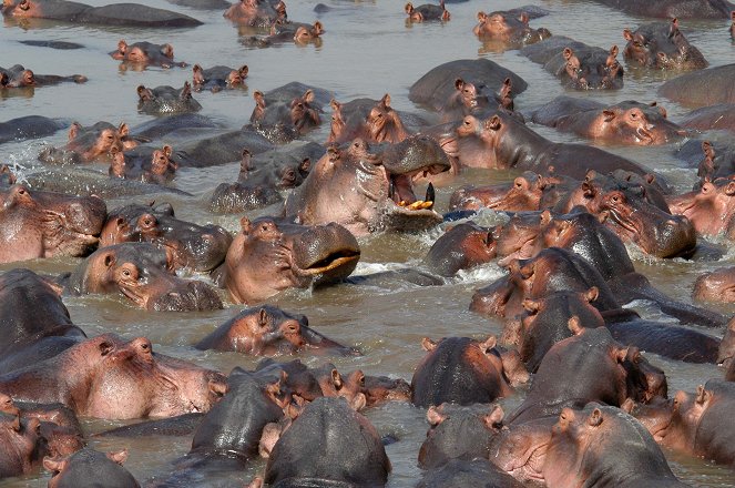 Hippo Hell - Photos