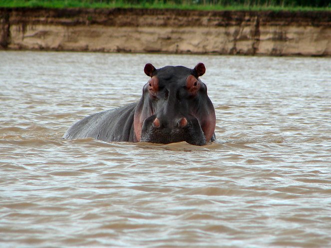 Hippo Hell - Photos