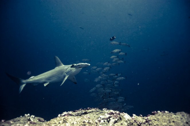 Shark Shoot: Fiji - Filmfotos