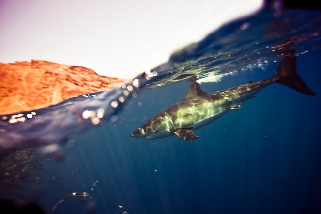 Fotografování žraloků na Fidži - Z filmu