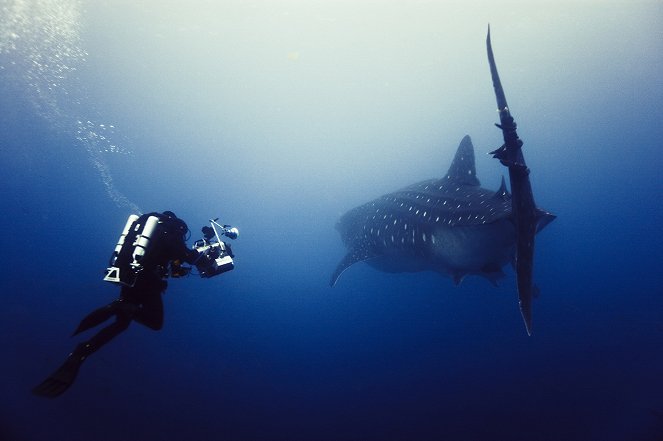 Fotografování žraloků na Fidži - Z filmu