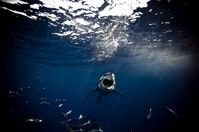 Shark Shoot: Fiji - Kuvat elokuvasta