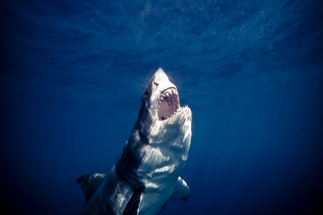 Shark Shoot: Fiji - Filmfotók
