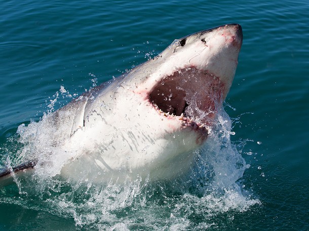 Shark Kill Zone - Photos