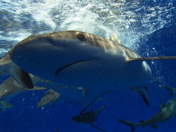 Shark Kill Zone - Photos