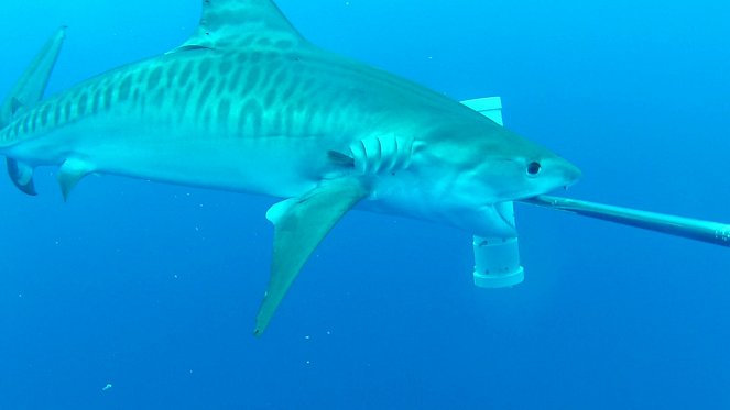 Rejtélyes cápatámadások - Filmfotók