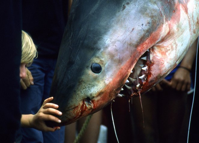 Why Sharks Attack - Filmfotos