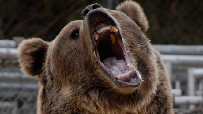 Hollywood Bear Tragedy - Kuvat elokuvasta