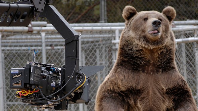 Hollywood Bear Tragedy - Filmfotos