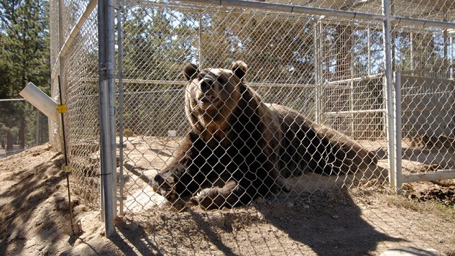 Hollywood Bear Tragedy - Photos