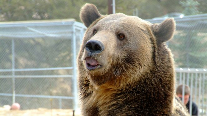 Hollywood Bear Tragedy - Photos