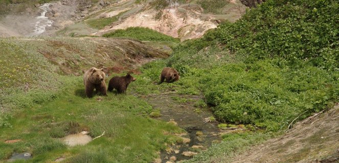 Land of the Bears - Film
