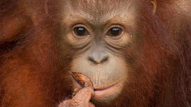 Orangutan Rescue - Do filme
