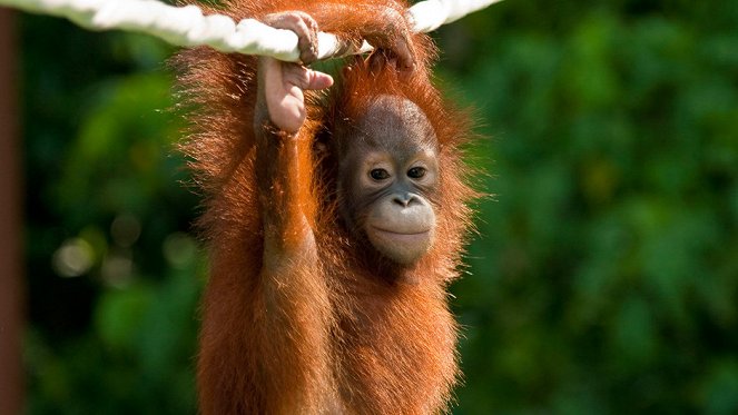Orangutan Rescue - Photos