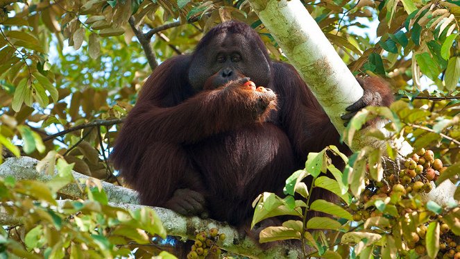 Orangutan Rescue - Film