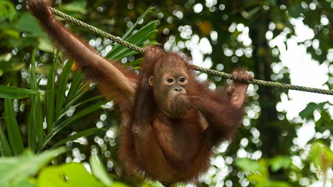 Orangutan Rescue - De filmes