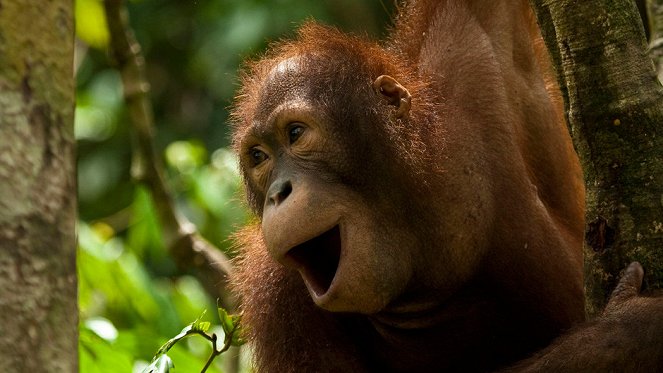 Orangutan Rescue - Photos