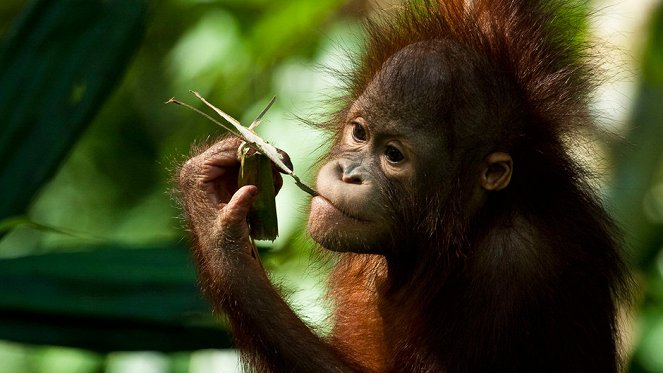 Záchrana orangutanů - Z filmu