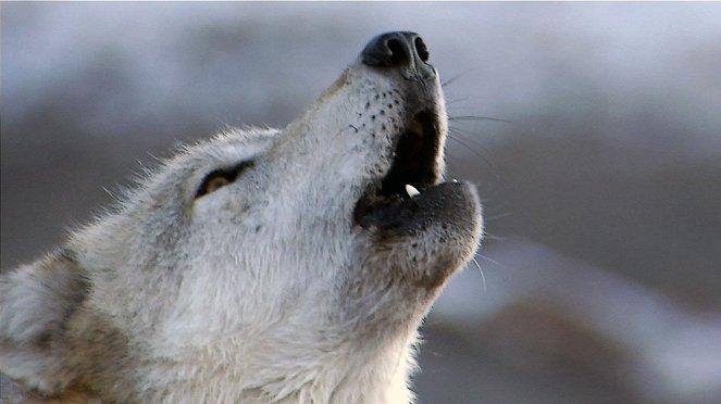 Wild Yellowstone: She Wolf - Van film