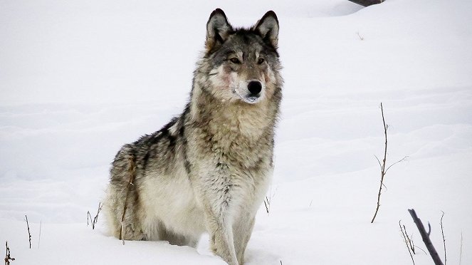 Wild Yellowstone: She Wolf - De la película