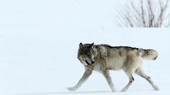 Wild Yellowstone: She Wolf - Photos