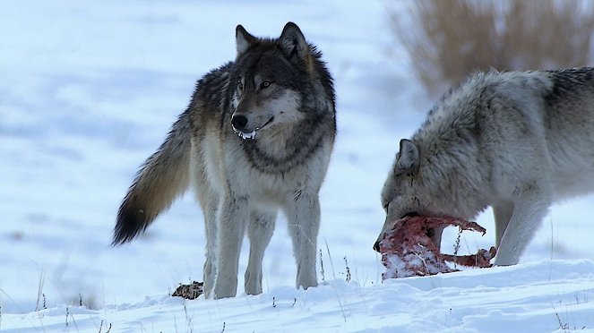 Wild Yellowstone: She Wolf - Van film