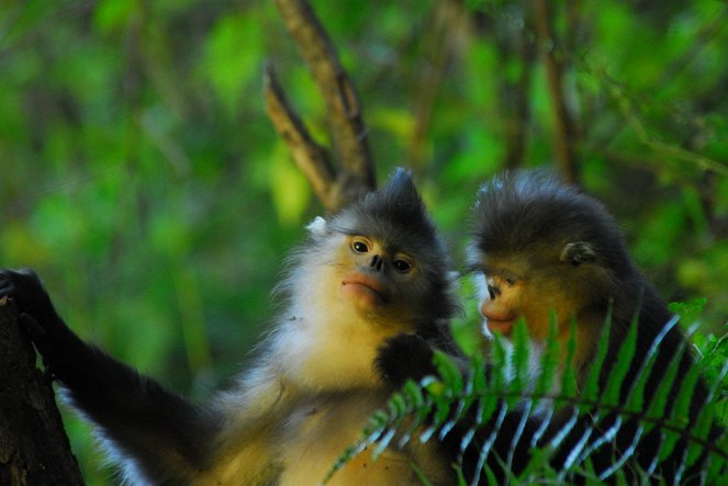 China's Golden Monkeys - Kuvat elokuvasta