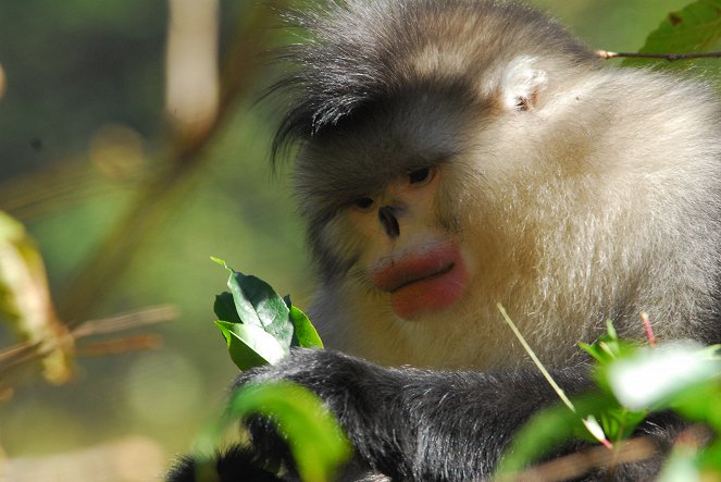 China's Golden Monkeys - Photos
