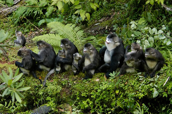 China's Golden Monkeys - Kuvat elokuvasta