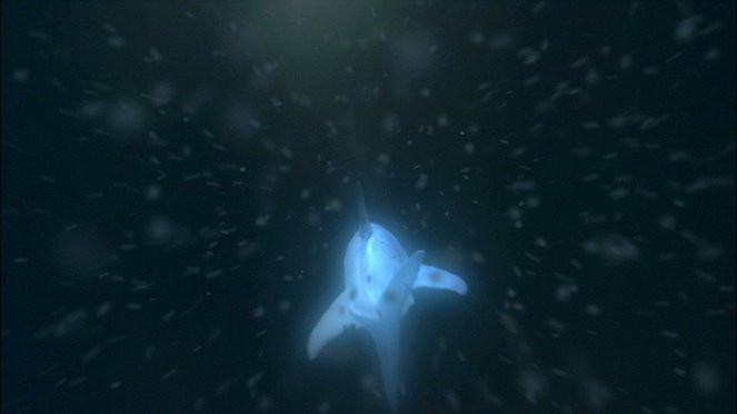 Ghost Shark - Z filmu