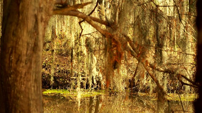 Swamp Murders - Do filme