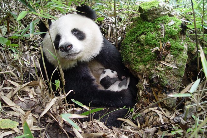 Wildes China: Pandas - Filmfotos