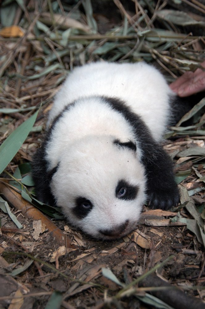 Giant Pandas - Photos