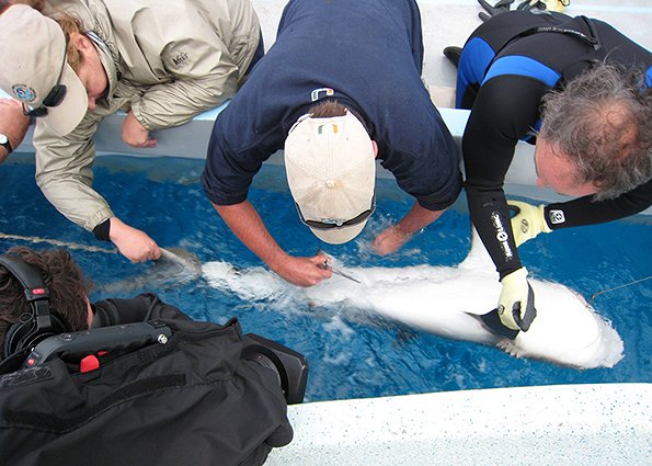 Saving the Ocean with Carl Safina - Van film