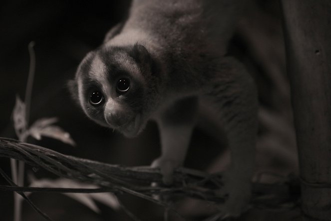 A természeti világ - Jungle Gremlins of Java - Filmfotók