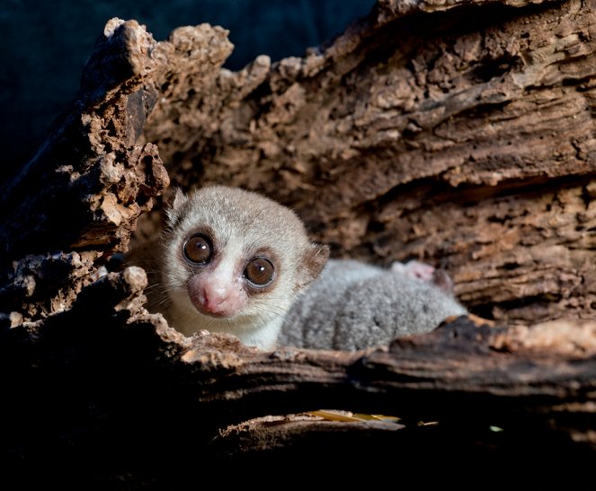 Island of Lemurs: Madagascar - Film