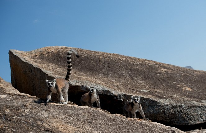 A makik szigete: Madagaszkár - Filmfotók