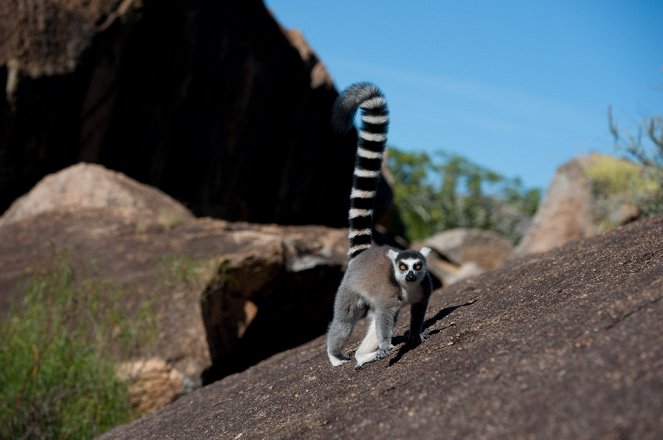 Island of Lemurs: Madagascar - Kuvat elokuvasta