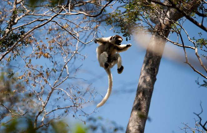 Island of Lemurs: Madagascar - Van film